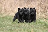 SCHIPPERKE 362